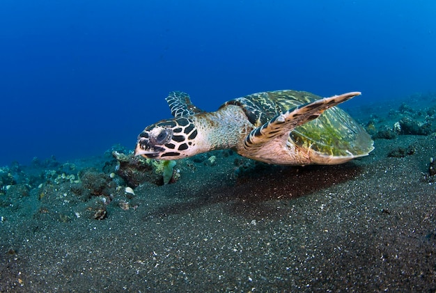 La tortuga carey Eretmochelys imbricata nada en un largo arrecife de coral y busca comida