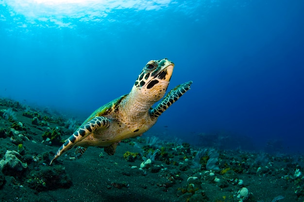 La tortuga carey Eretmochelys imbricata nada en un largo arrecife de coral y busca comida