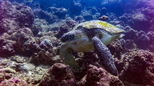 Tortuga carey en el Océano Índico - Maldivas.