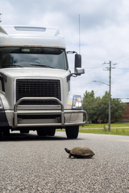 Foto una tortuga en la carretera frente a un camión.