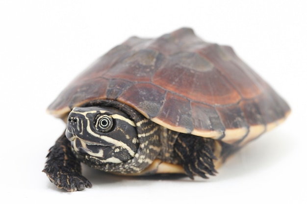 La tortuga come caracol malaya en el espacio en blanco