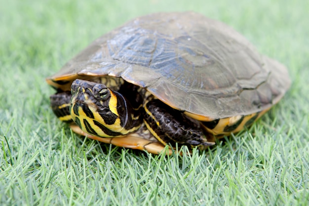 Tortuga común verde y amarilla