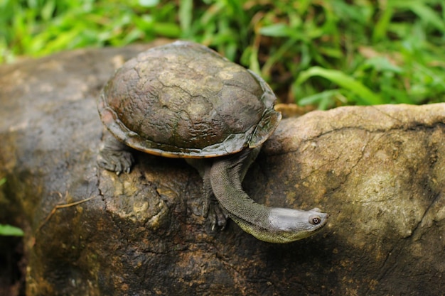 La tortuga de cuello largo del este es una especie de tortuga de cuello de serpiente del este de Australia.