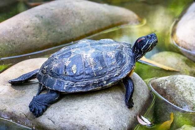 La tortuga descansando sobre las piedras en el agua.