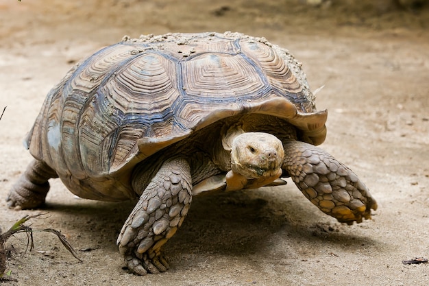 Tortuga del desierto sobre fondo de tierra aislada de la naturaleza