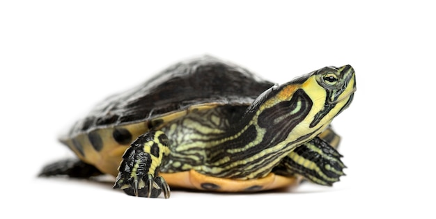 Foto tortuga deslizante de estanque, aislado en blanco