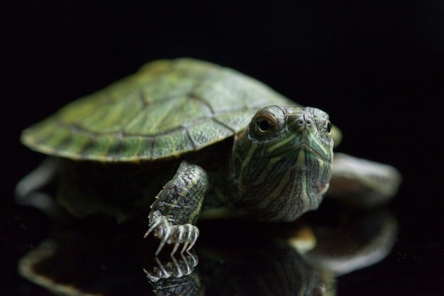 Tortuga deslizante de orejas rojas aislada en un negro