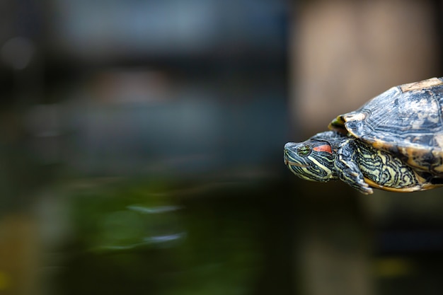 Tortuga deslizante de orejas rojas en la luz del sol de verano