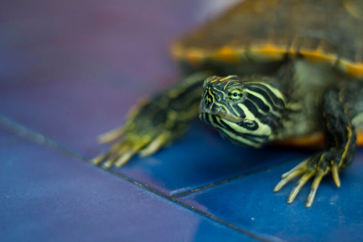 Foto tortuga doméstica