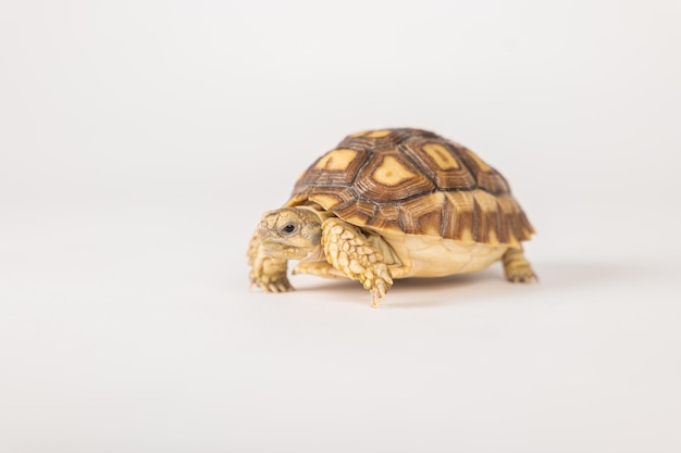 La tortuga espinosa africana o tortuga sulcata se muestra en este retrato aislado contra un fondo blanco Su diseño único y sus características lindas ejemplifican la belleza de la naturaleza