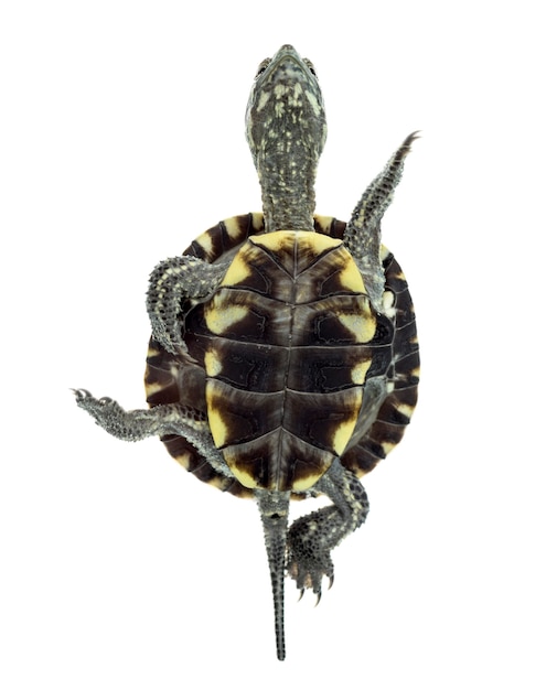 Foto tortuga de estanque europea (1 año), emys orbicularis, nadando delante de una superficie blanca