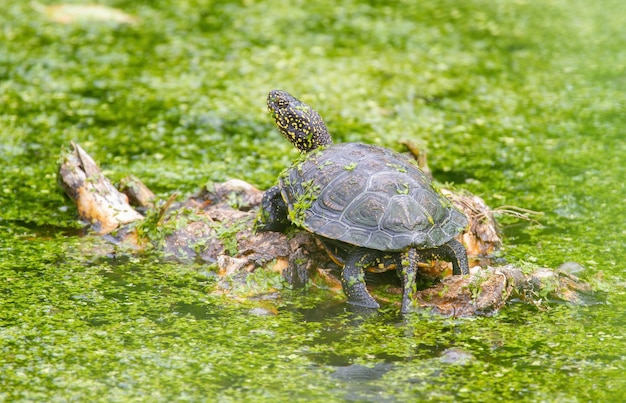 Tortuga de estanque europea Emys orbicularis una tortuga toma el sol en medio de un estanque