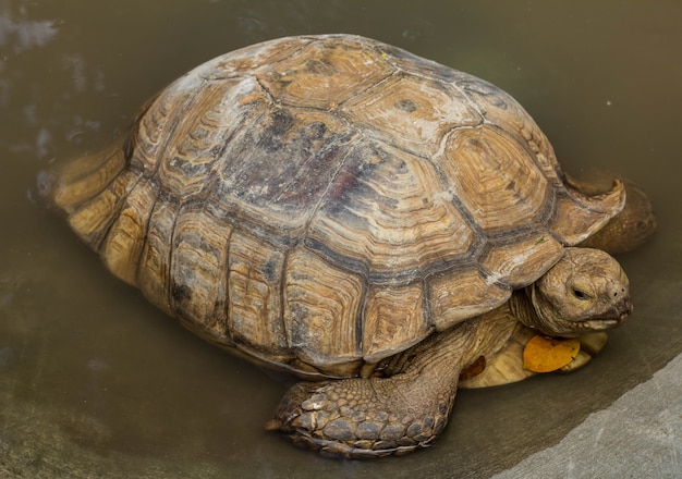 Tortuga estimulada africana en el agua