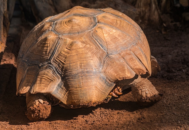 Tortuga estimulada africana (Centrochelys sulcata), vista posterior con luz solar