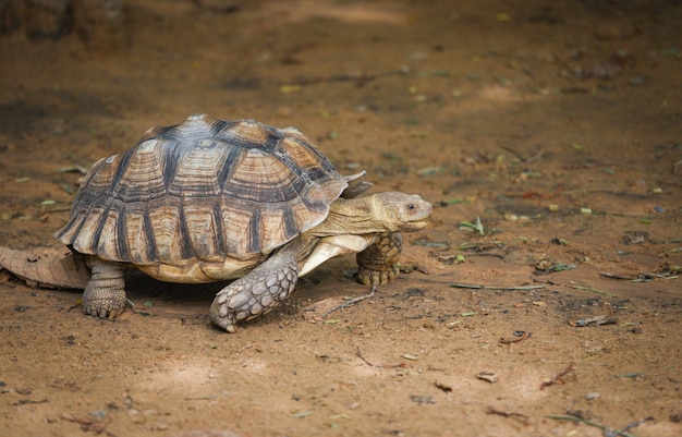 Tortuga estimulada africana / Cerrar tortuga caminando