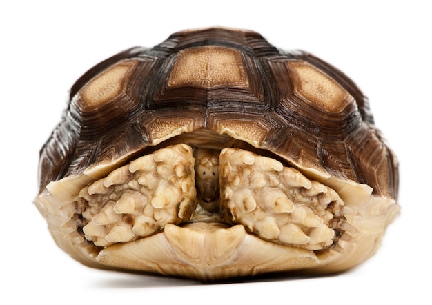 Tortuga estimulada africana, Geochelone sulcata, 1 año de edad, ión blanco aislado