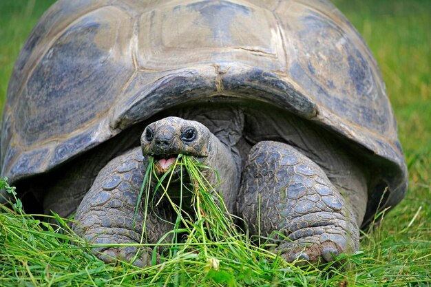 Foto tortuga gigante adulta de las seychelles que se alimenta en las seychelles áfrica aldabrachelys gigantea foto de archivo
