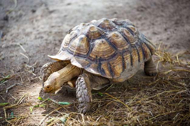 Tortuga gigante africana