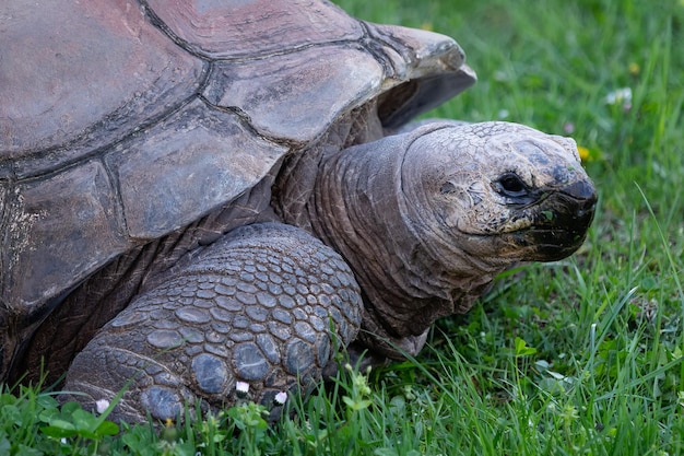 Foto tortuga gigante de aldabra aldabrachelys gigantea