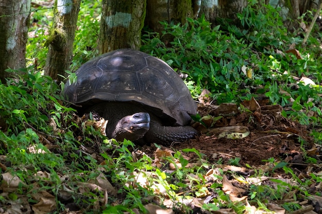 Tortuga gigante durmiendo a la sombra de los árboles en las Islas Galápagos