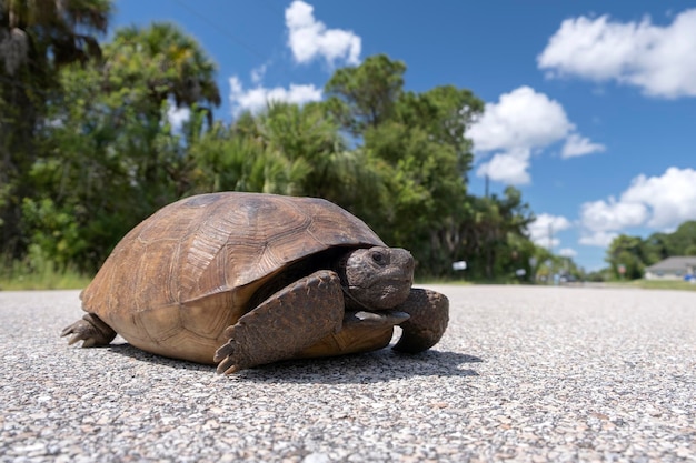 Tortuga Gopher salvaje cruzando una calle rural en el sur de Florida Tortuga en peligro de extinción caminando por el pavimento de la carretera Protección de la vida silvestre