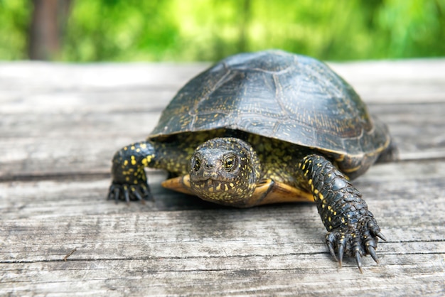 Tortuga grande en el antiguo escritorio de madera con césped soleado en el fondo