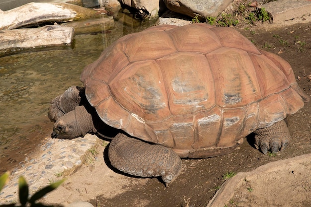 La tortuga grande está bebiendo agua La tortuga salió del caparazón