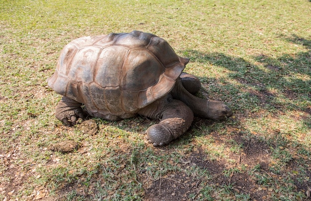 tortuga grande en un parque nacional en Mauricio