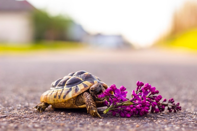 Tortuga griega hambrienta