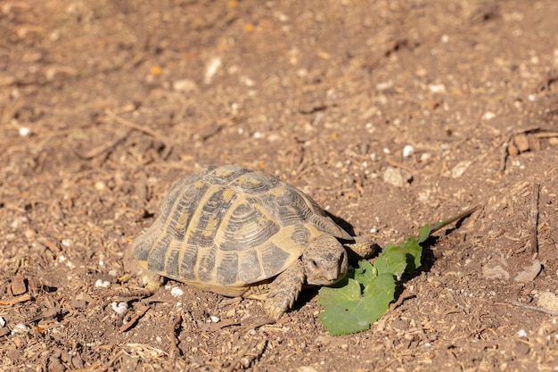 Tortuga Hermann en libertad afuera