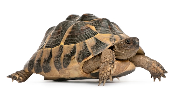 Tortuga de Hermann Testudo hermanni caminando delante de un fondo blanco