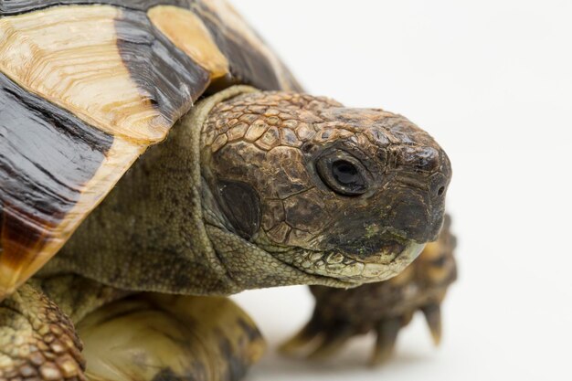 Tortuga de Hermanns Testudo hermanni aislado sobre fondo blanco.