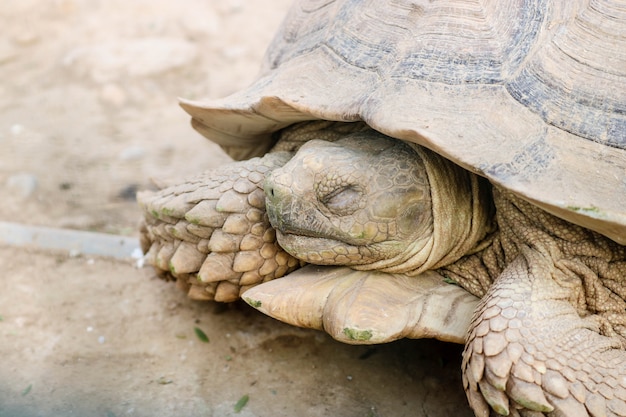 Tortuga hermosa clic en tierra