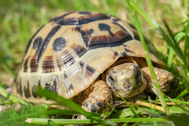 Tortuga joven de la estepa en la hierba verde.