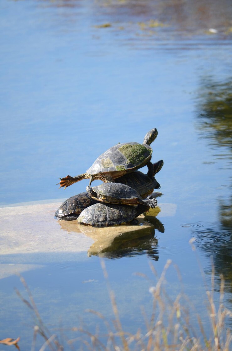 Foto tortuga en un lago