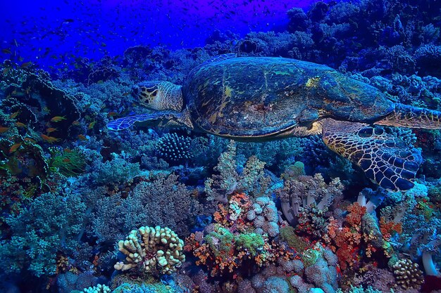 tortuga marina bajo el agua en un arrecife de coral