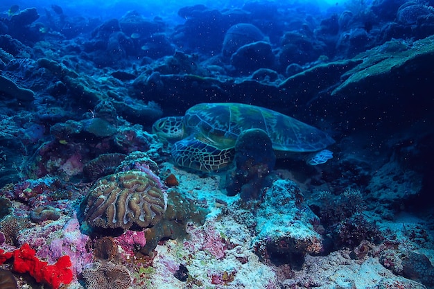 tortuga marina bajo el agua / naturaleza exótica animal marino tortuga submarina