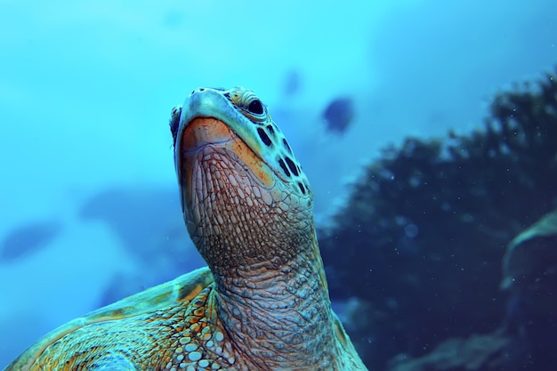 tortuga marina bajo el agua / naturaleza exótica animal marino tortuga submarina