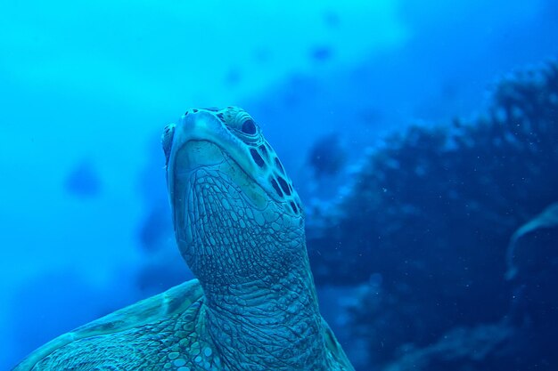 Foto tortuga marina bajo el agua / naturaleza exótica animal marino tortuga submarina