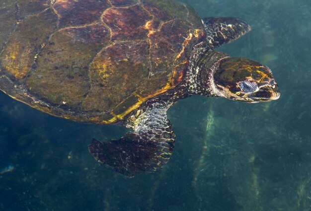 Tortuga marina grande