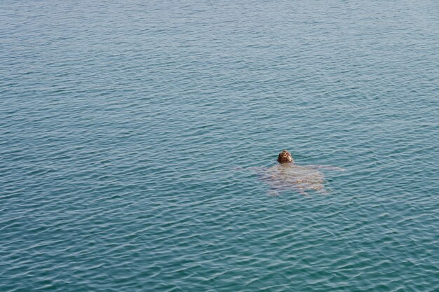 La tortuga marina nada en agua de mar tropical.