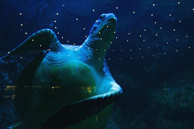 Foto tortuga marina nadando en el enfoque selectivo del acuario