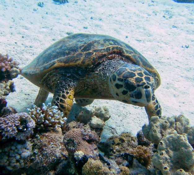 Foto una tortuga marina nadando en el mar