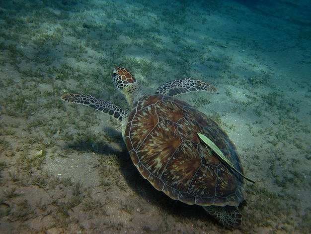 Tortuga marina con pequeño pez piloto en el fondo del mar