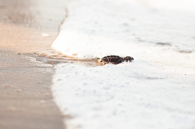 Tortuga marina recién nacida en la arena de la playa caminando hacia el mar después de dejar el nido