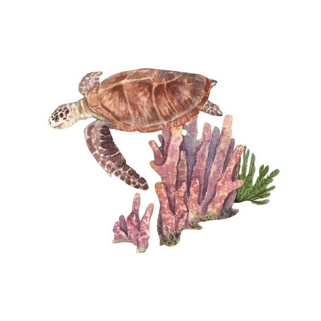 Tortuga marina sobre un fondo de corales largos rosados resaltados en una ilustración de acuarela blanca