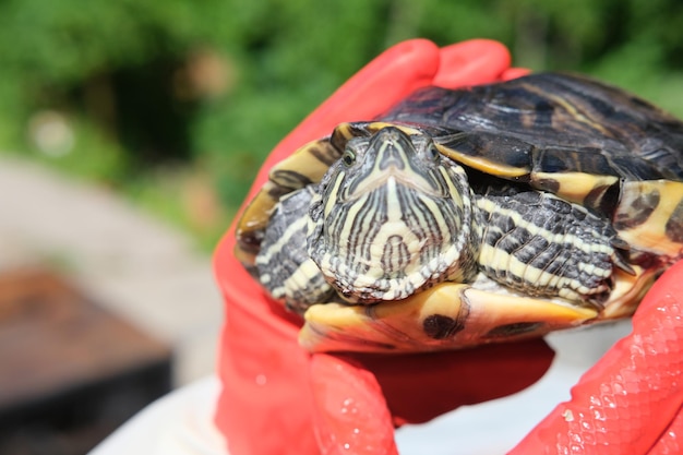 La tortuga marina se sostiene en las manos.