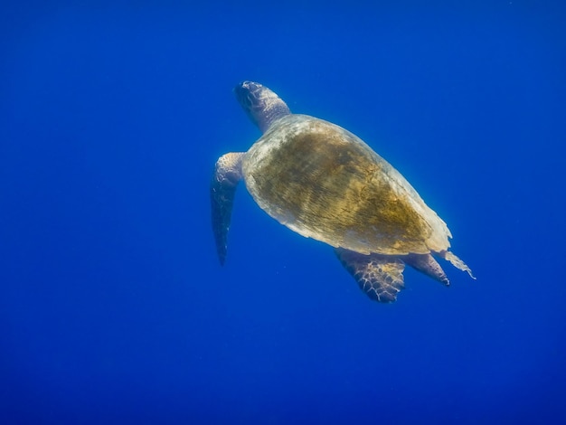 Tortuga marina verde en aguas azules profundas mientras bucea en egipto