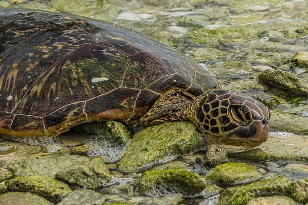 Tortuga marina verde muerta Chelonia mydas en la orilla rocosa