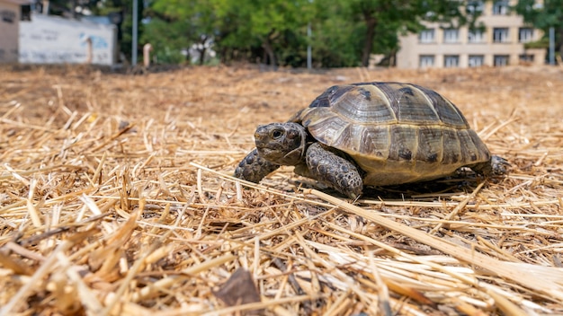 Tortuga mediterránea de la estepa en el parque de la ciudad